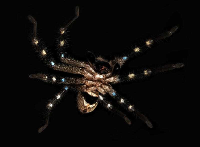 A warrior huntsman with a shield on its chest is among three mysterious spider species uncovered as part of an expedition through Australia's Alpine region