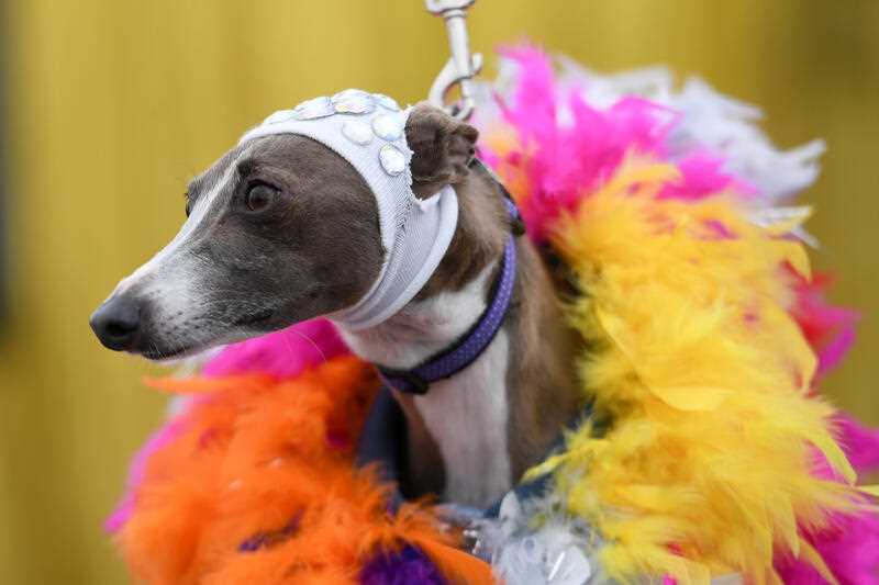 Dogs in costume participate in the Doggywood Pageant dog show as part of Sydney WorldPride 2023 fair day in Sydney, Sunday, February 19, 2023