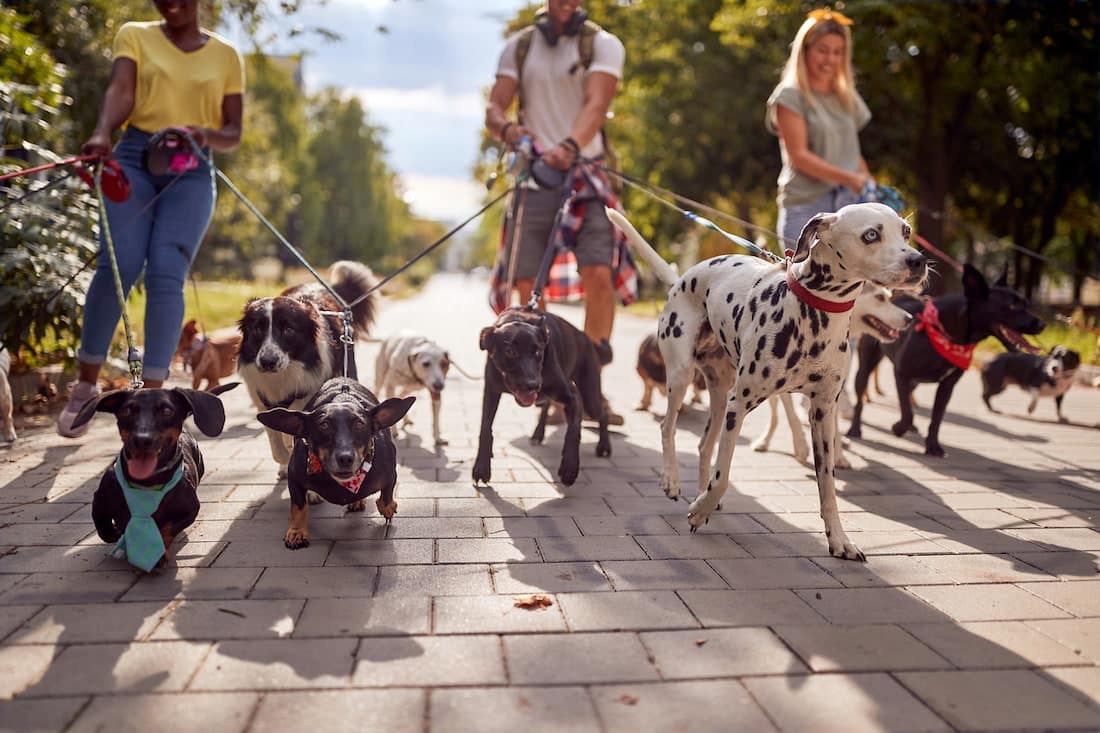 Canberra's best dog walkers and pet sitters