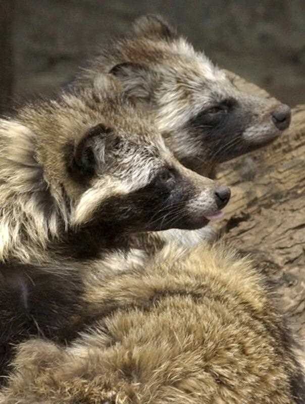 Raccoon dogs are seen at a cage