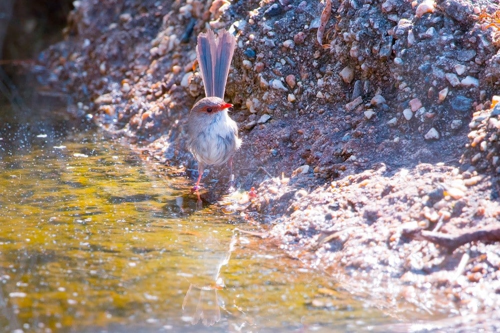 A superb fairy-wren at the Australian National Botanic Gardens. Photo: Olivia Congdon/ANU