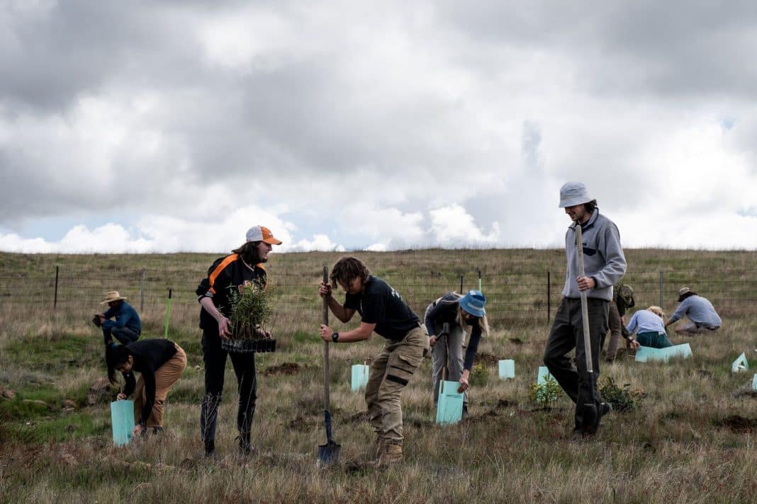 Several people planting tree saplings in the NSW Snowy Mountains on a cloudy day