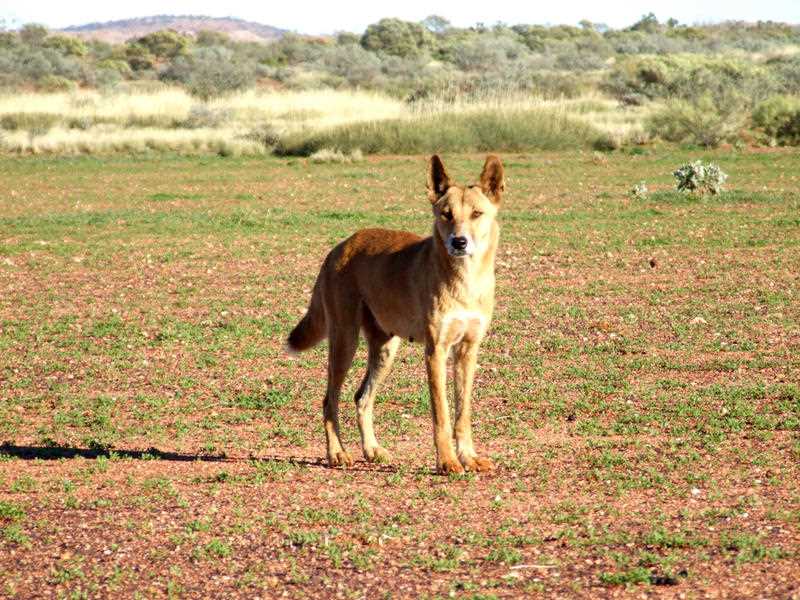 A lone dingo is seen in the WA outback