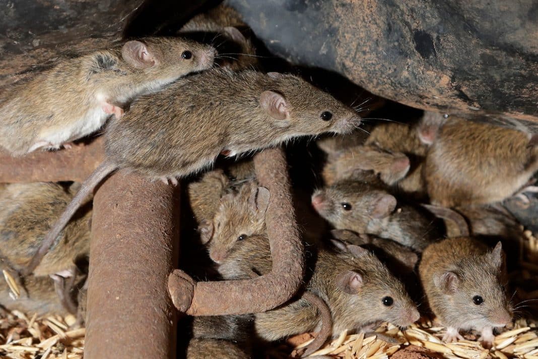 Farmers come a cropper as mice keep on multiplying