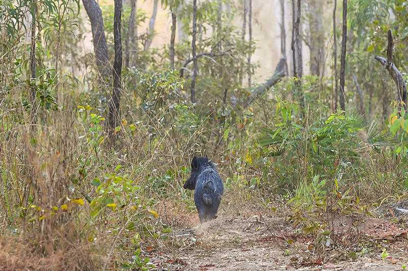 A wild pig is seen in bushland