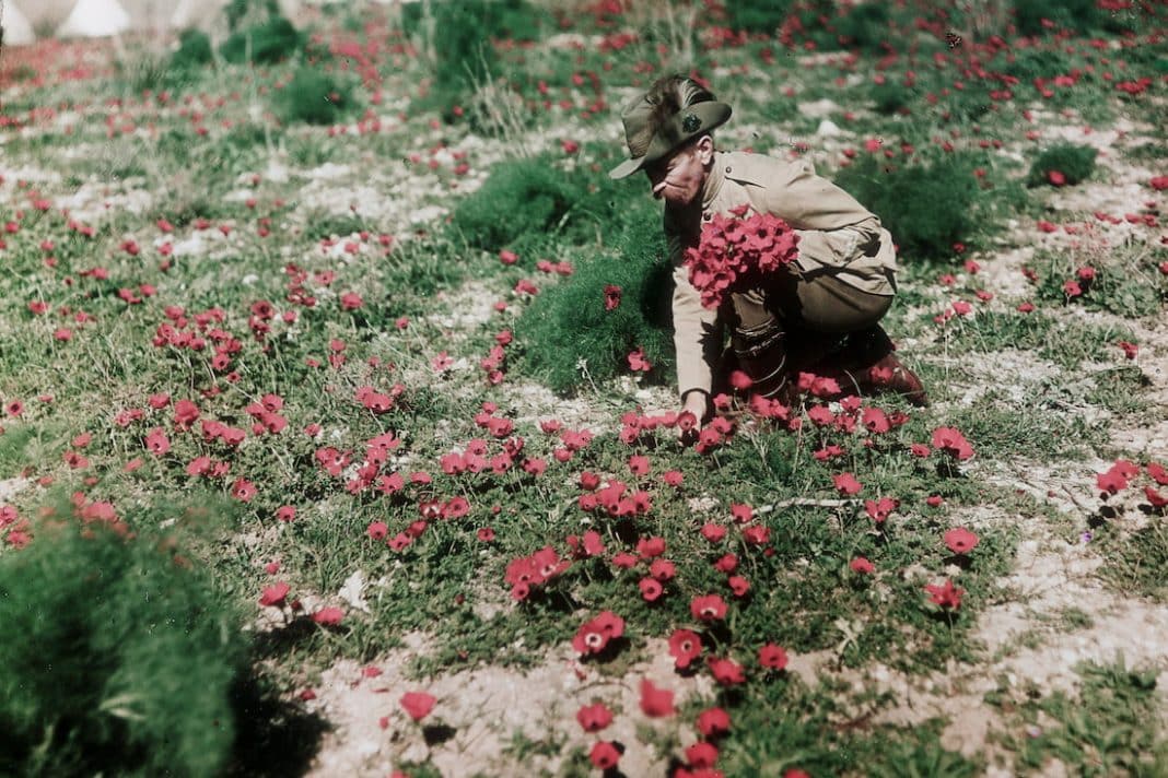 The red poppy's rise as a symbol of remembrance