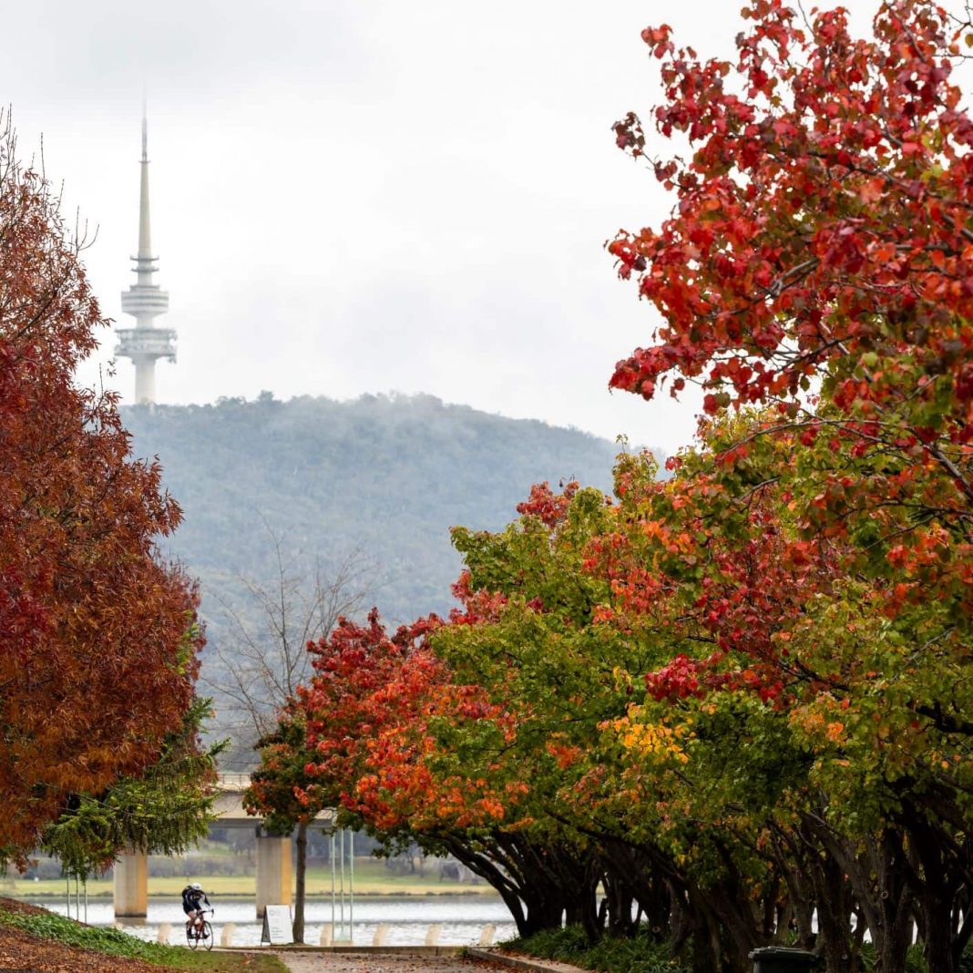 autumn trees beside Lake Burley Griffin on a misty day