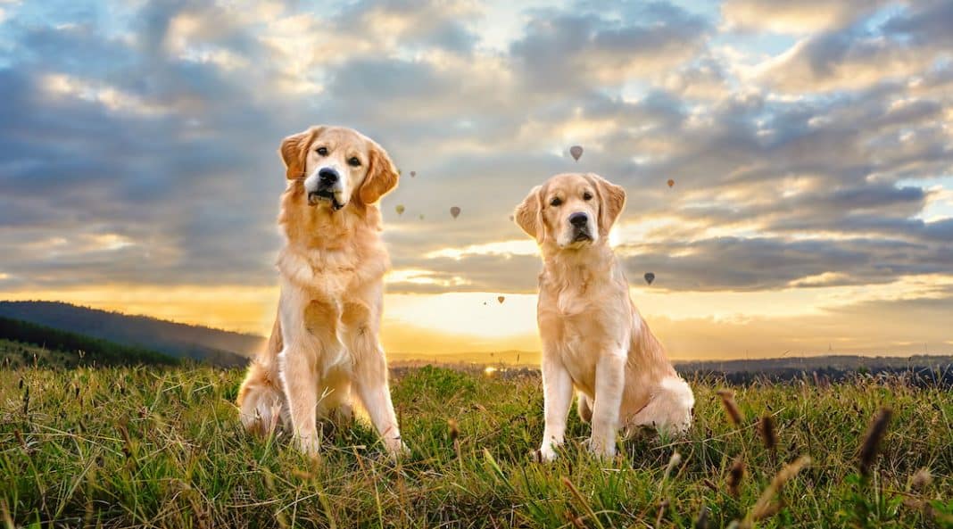 Dasher and Comet, Hot air balloons. Photo: Ina J Photography.