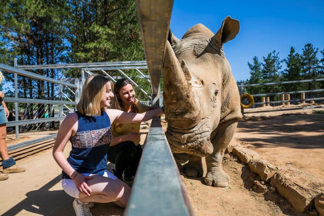 Two young women patting a rhino through protective fence at the national zoo in Canberra
