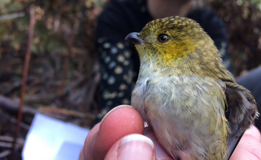 small yellow and brown bird being held in a human hand - the 40-spotted pardalote