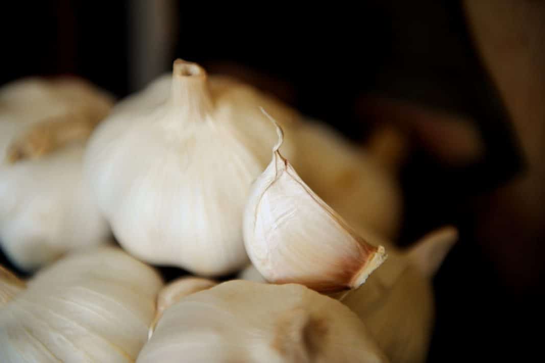 Australian-grown garlic could ward off COVID-19 and flu