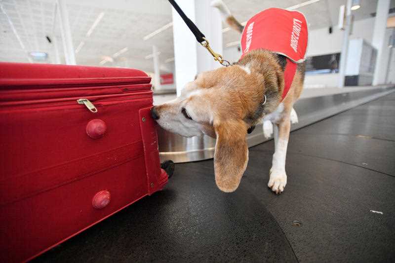 Detector dog Andy the beagle is seen on duty at Adelaide Airport