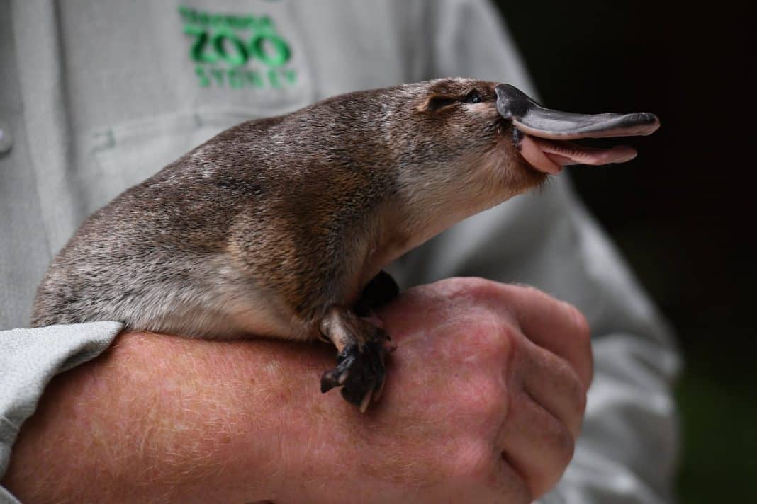 Platypus return to Sydney national park after 50 years