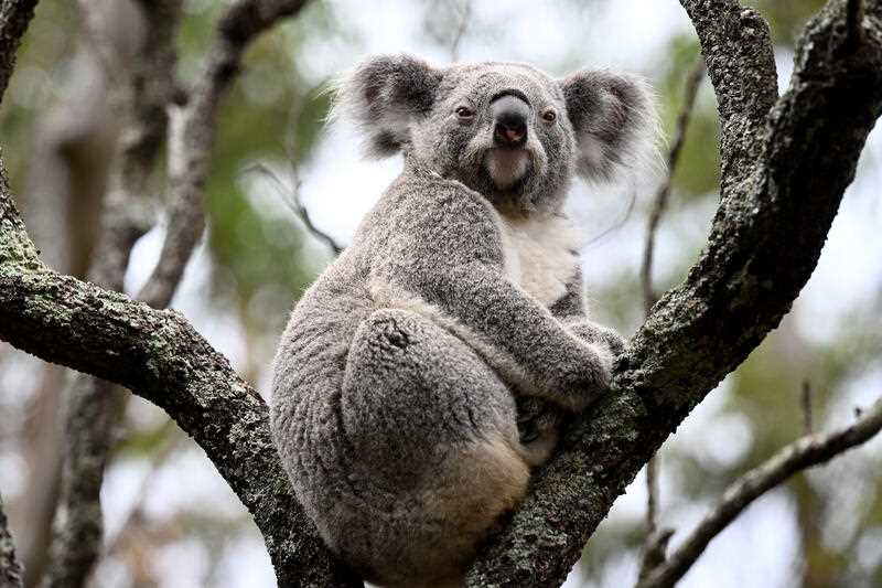A koala is seen in a gum tree