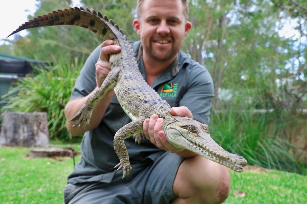 Backyard freshwater crocodile found far away from home