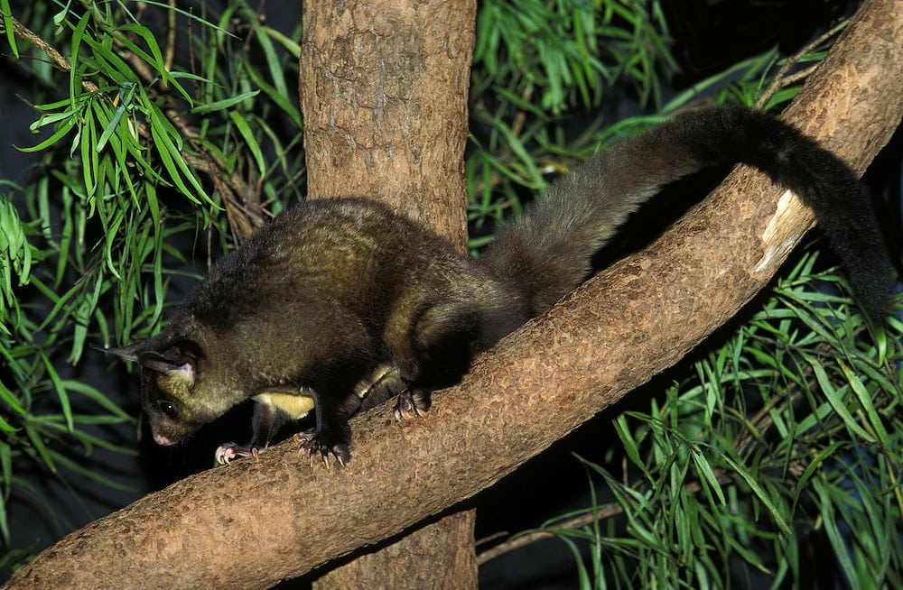 The yellow-bellied glider is one of five new species added to the ACT Threatened Native Species List.