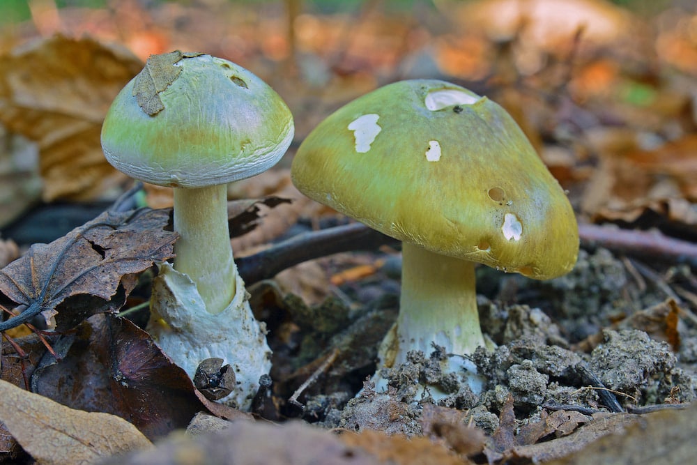 Death cap mushrooms (Amanita phalloides)