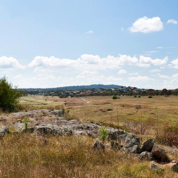 Jarramlee-West MacGregor Grasslands Nature Reserve. Photo: ACT Parks and Conservation Service