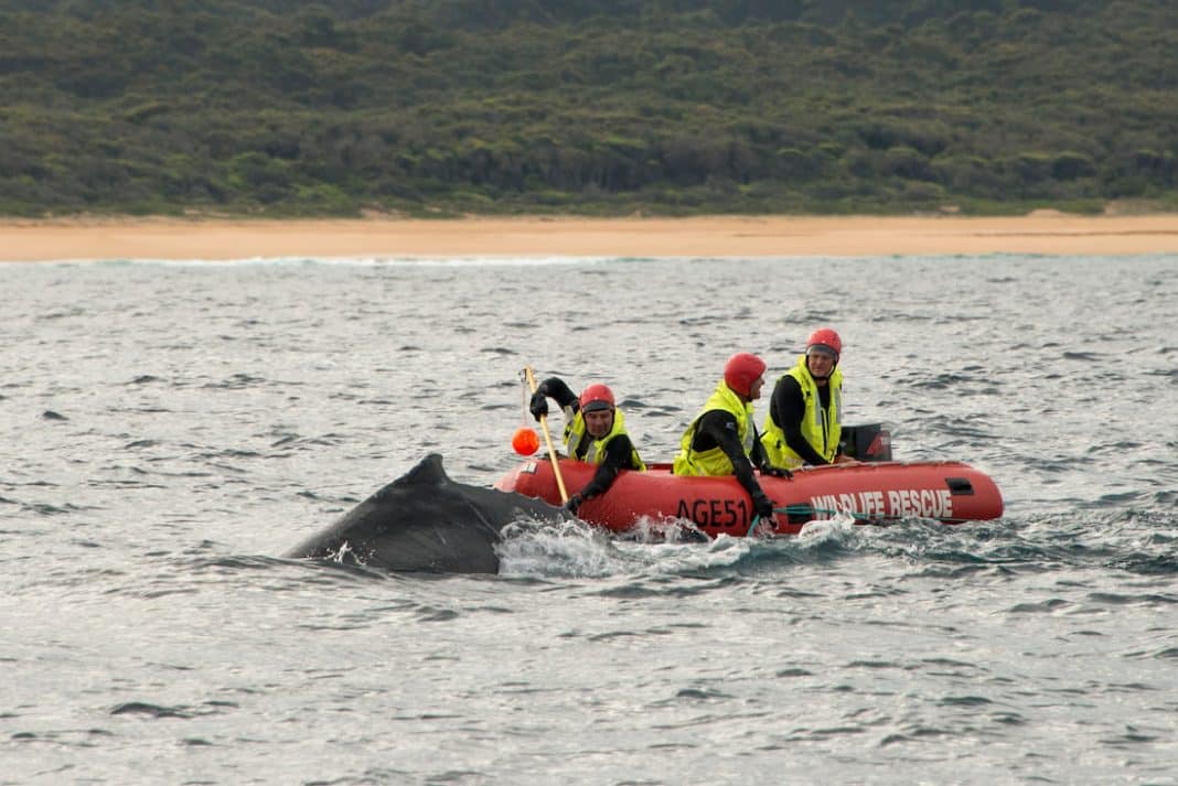 Humpback whale freed after eight-hour rescue