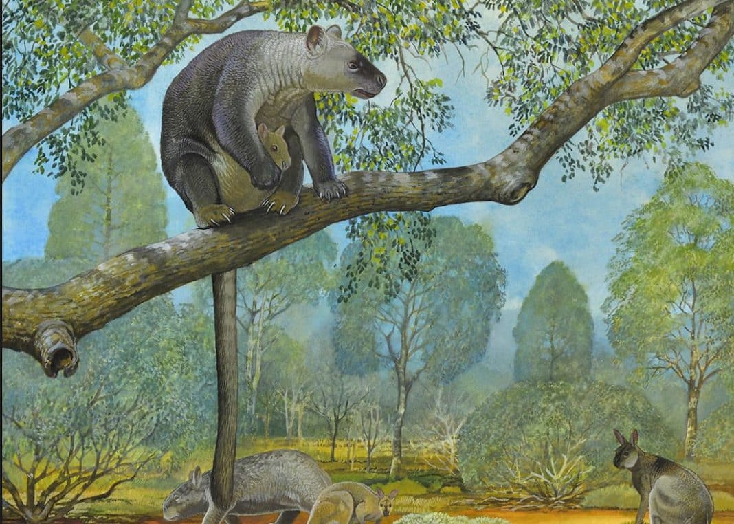 Giant tree kangaroo bones tell an ancient story