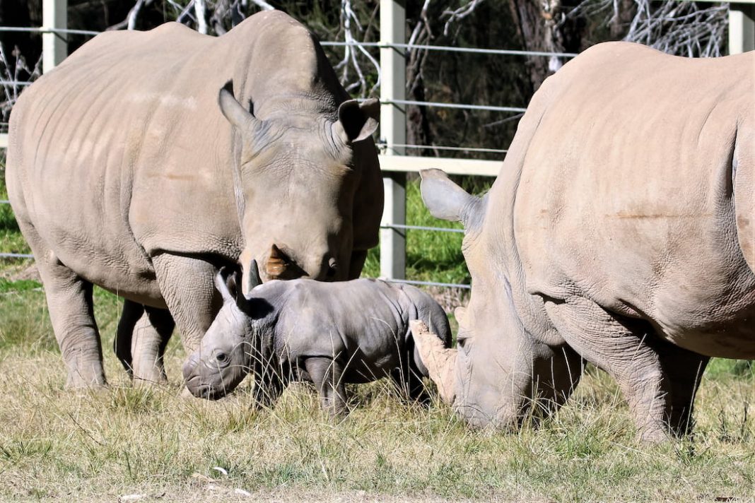 Baby white rhino a big bundle of joy for Dubbo keepers
