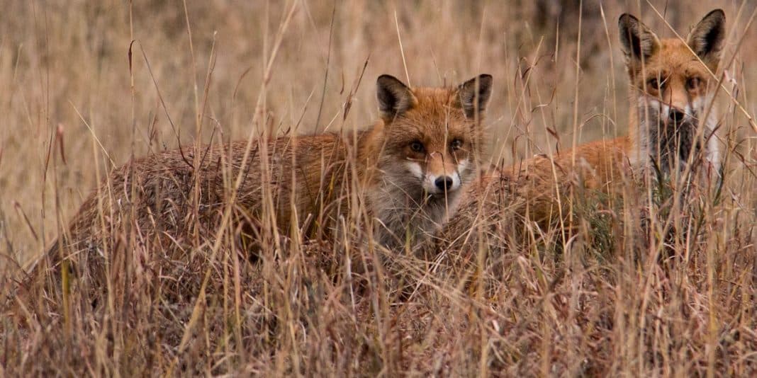 two feral foxes in long dry grass