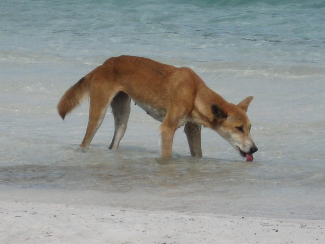 K'gari dingo attack points to trend in behaviour change