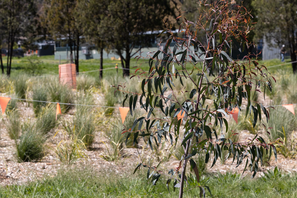 Planting new trees in ACT suburbs. Photo: Kerrie Brewer