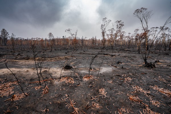 Fire tore through Tallaganda State Forest in NSW during the 2019-2020 Black Summer bushfires.