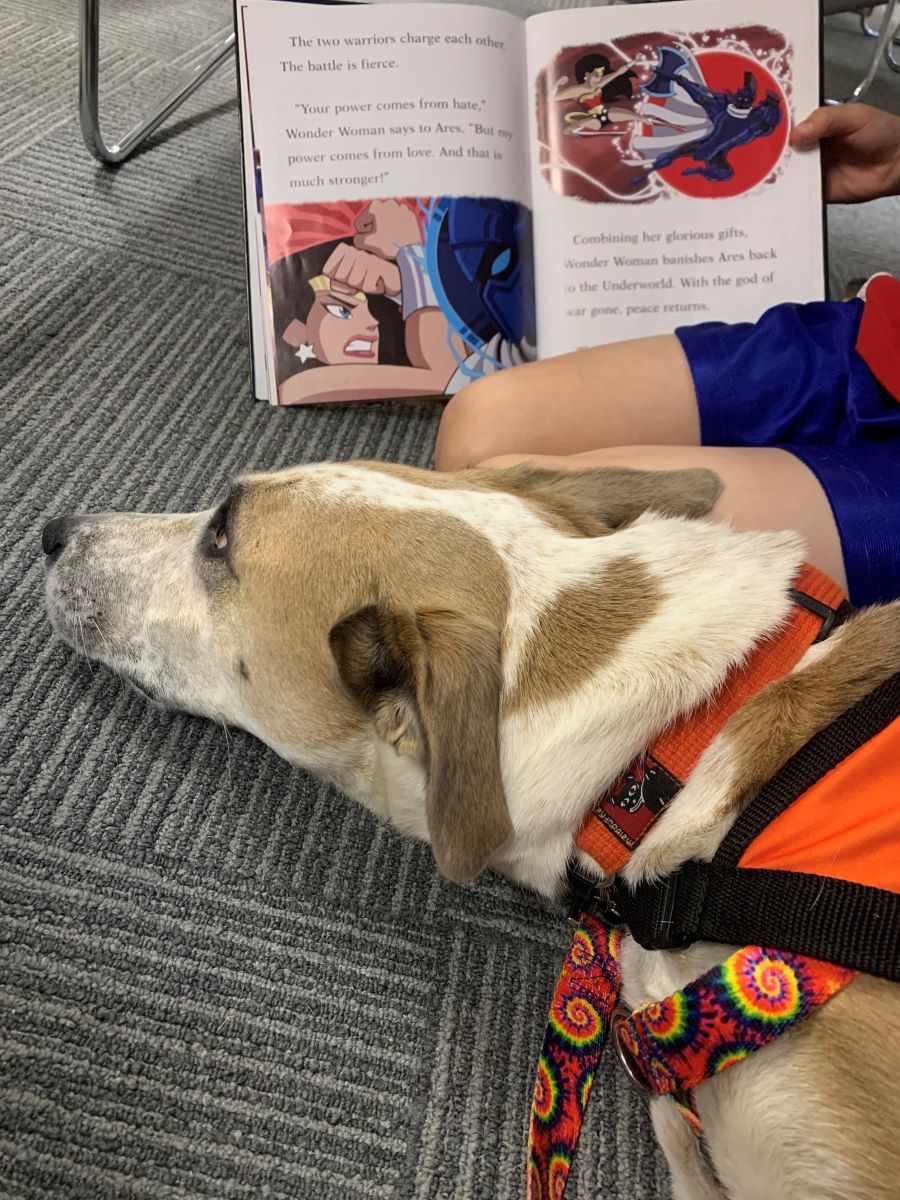 A calm dog lying on the floor as a child reads a book to him