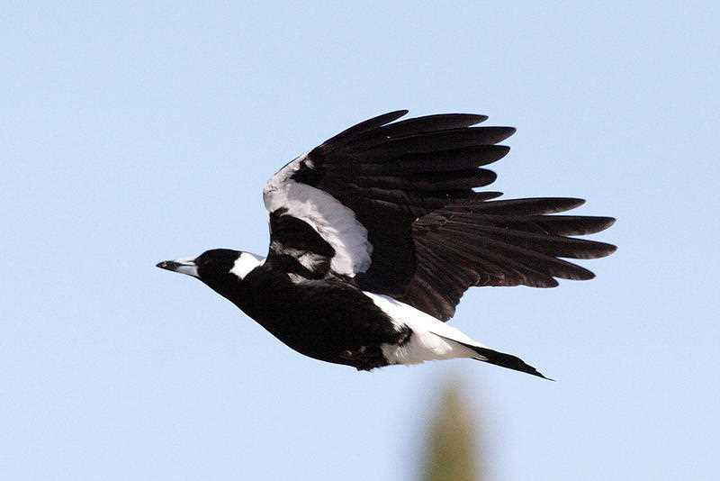 a magpie in flight