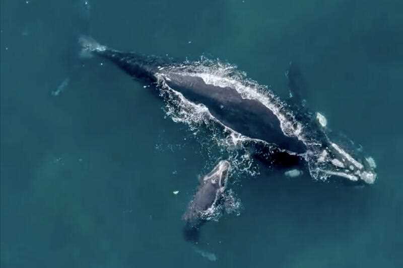 a mother and calf southern right whale travelling down the NSW North coast