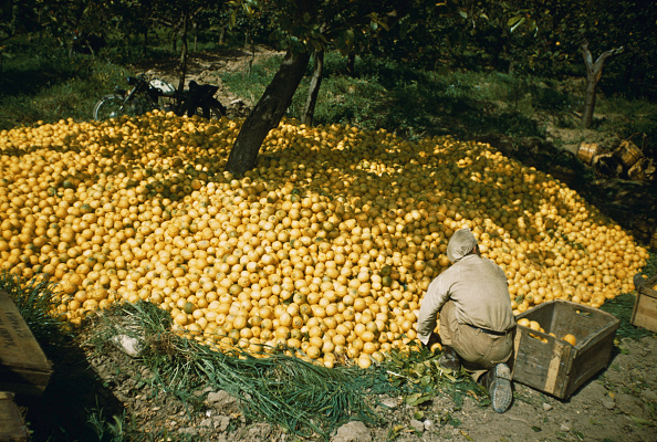 Sicilian farmer gathering lots of lemons under trees in orchard