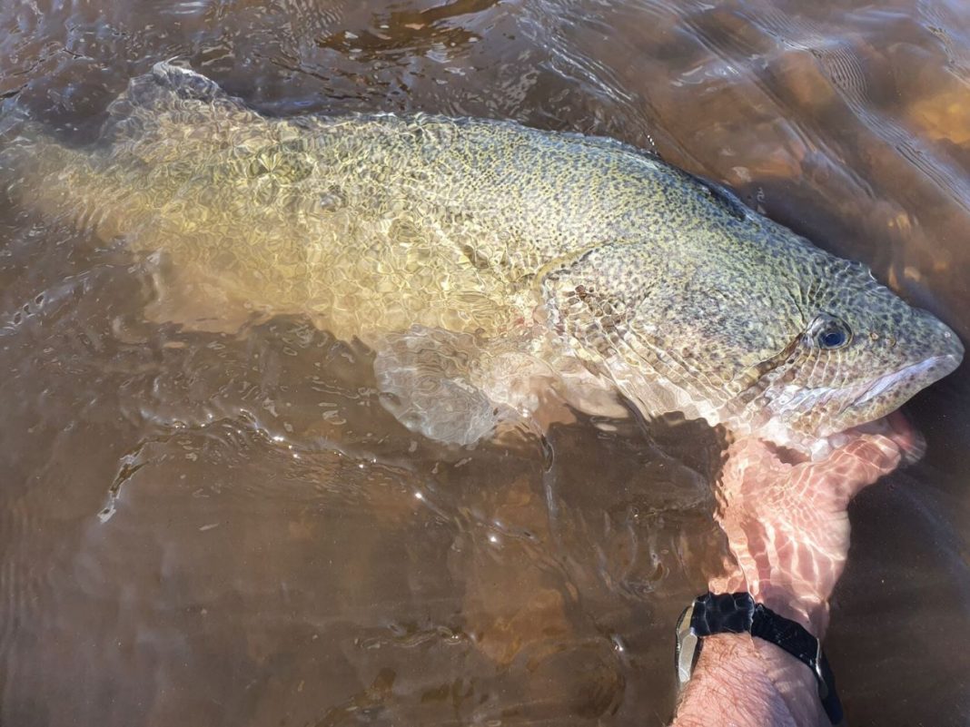 man's hand holding a Murray Cod fish in fresh water