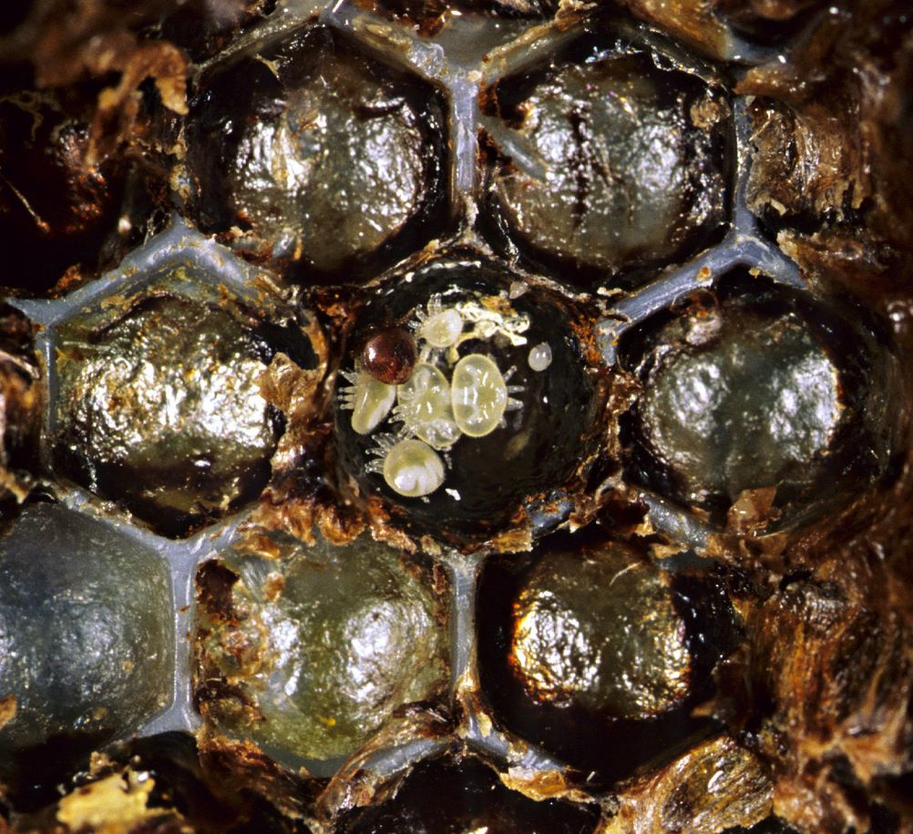 photo of a Varroa mite mother and its offspring inside a bee colony.