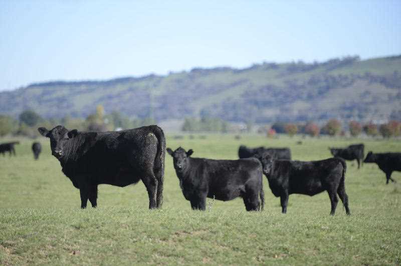 Cows are seen grazing on a paddock at Bungendore near Canberra