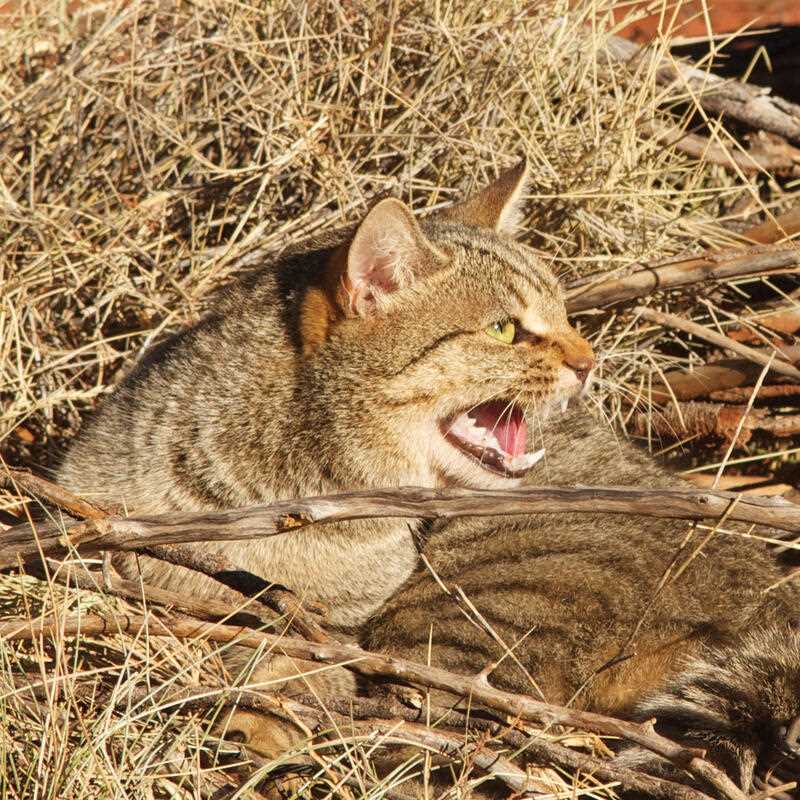 a feral cat in grasslands