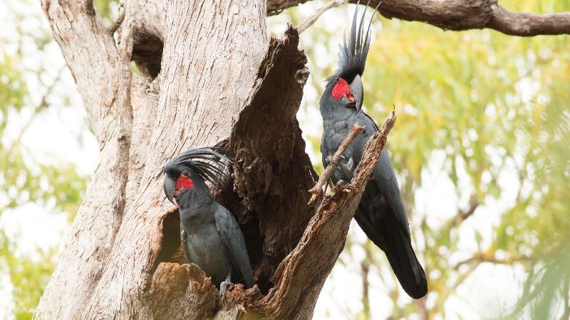 Two grey palm cockatoos with red cheeks perched on a dead tree