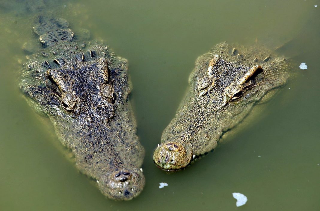Two crocodiles cool off at Guangzhou's crocodile farm in Southern China