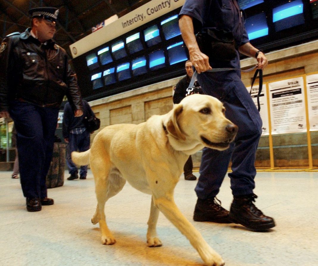 NSW Police officers with a sniffer dog on leash