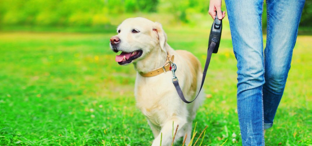 Golden Labrador dog being walked on a leash