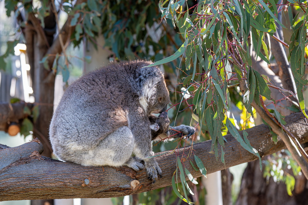 A koala with her joey at Tidbinbilla Nature Reserve. Photo: ACT Government