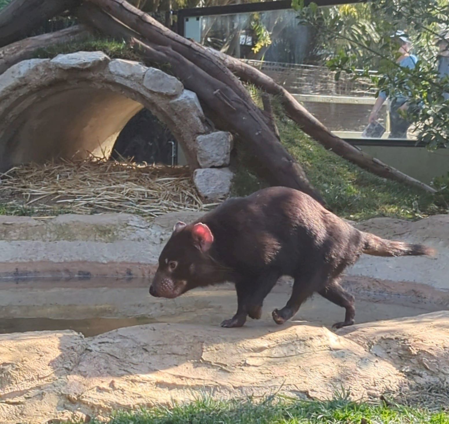 Tasmanian Devil ( Tassie Devil ) Pink Lady