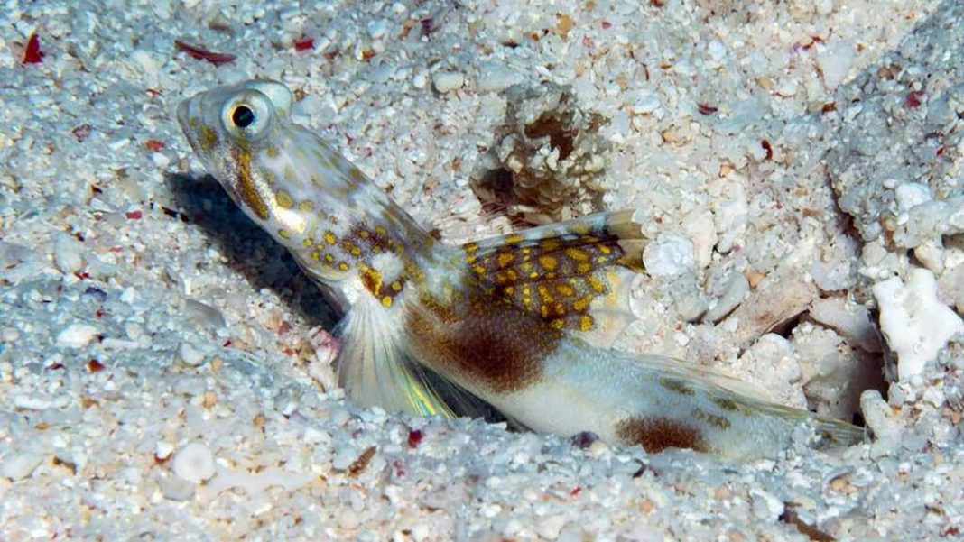 New fish species discovered in Great Barrier Reef