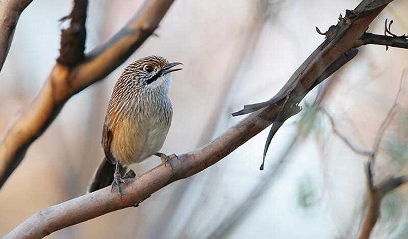 a Mukarrthippi Grasswren perched on a tree branch
