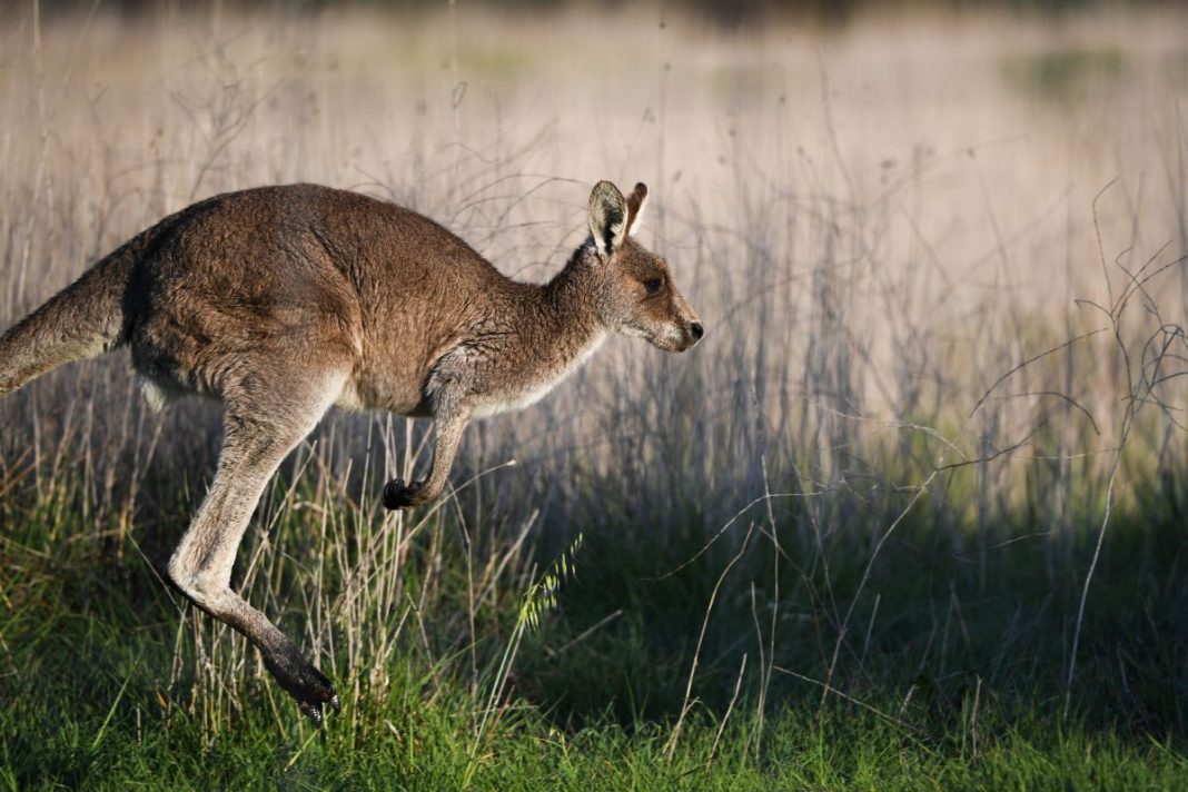 Kangaroos could offer a solution to the livestock emissions challenge while creating value for landholders. Photo: Tracey Nearmy/ANU.