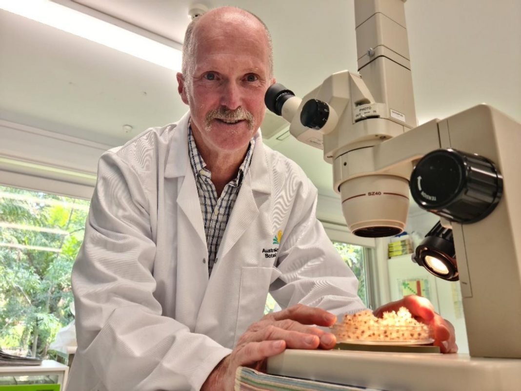mature male scientist in white lab coat looking at Australian native plant seed under a microscope