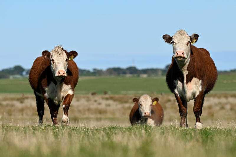 3 cows are seen in a paddock