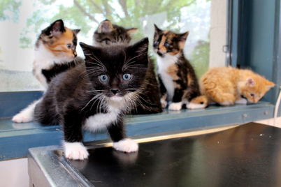 Five kittens at RSPCA ACT animal shelter