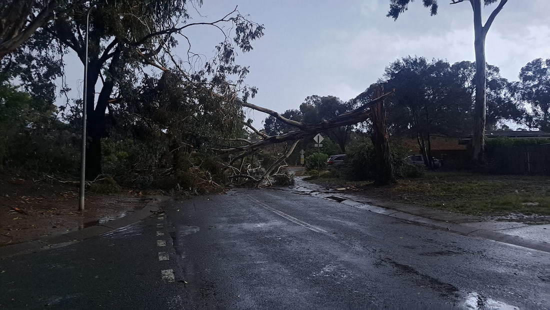 kaleen tree down